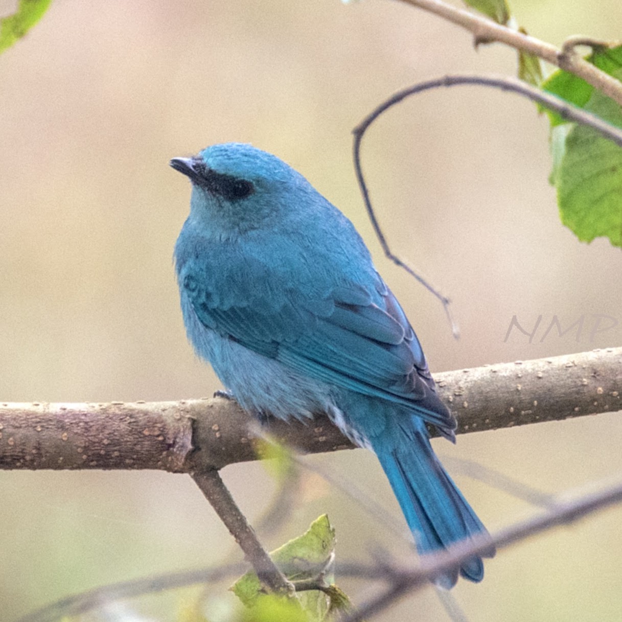 Verditer flycatcher 